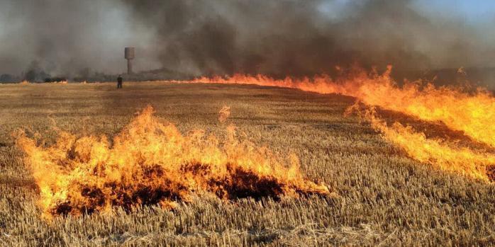 Вогонь знищив десятки гектарів пшеничних полів, фото: ДСНС