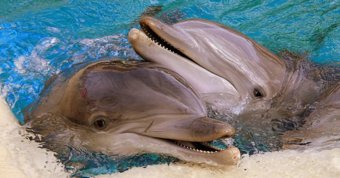 Дельфины тоже заводят друзей.
