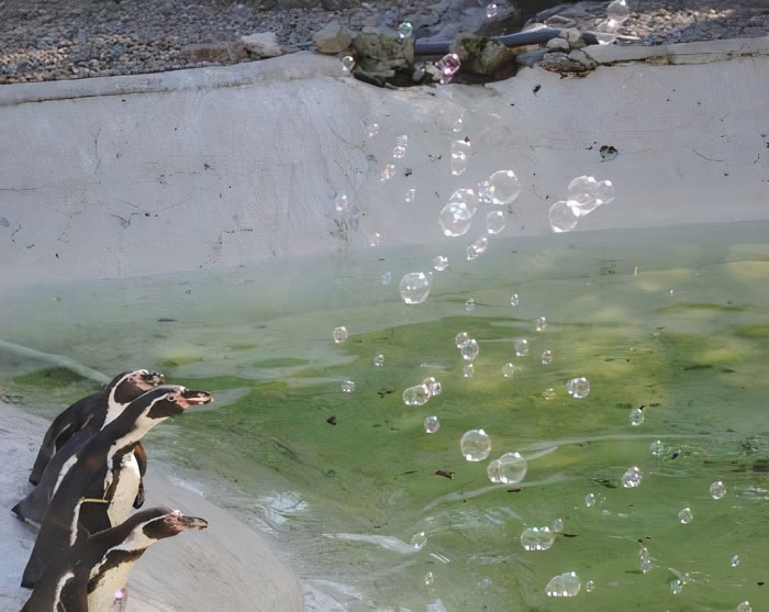 Пингвины в британском зоопарке развлекаются с помощью машины для мыльных пузырей, фото: Newquay Zoo