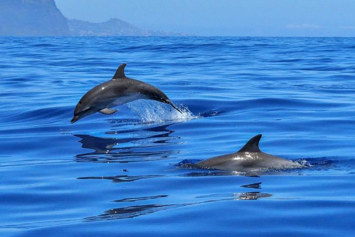 Дельфины в море. Фото: Pixabay