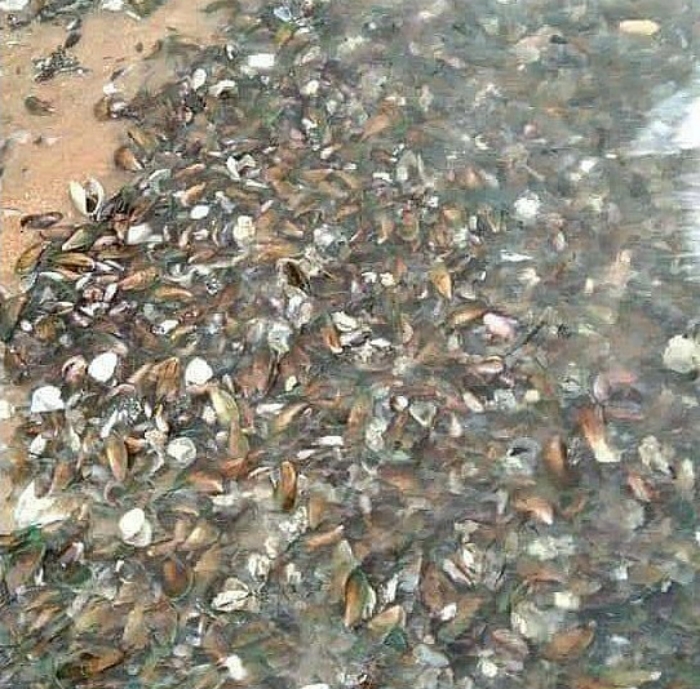На пляж курортного города в Таиланде выбросило тысячи мидий, фото: PattayaNow