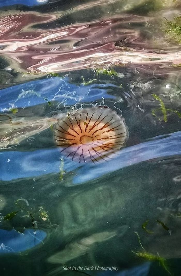 Медузы заполонили воды у британских пляжей, фото: Darren Murray