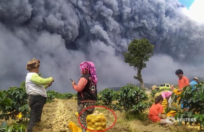 Виверження вулкану не завадило індонезійцям зібрати урожай картоплі — дивовижне фото / Фото: Antara Foto/Sastrawan Gintin REUTERS