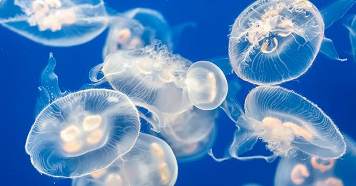 Остров медуз обнаружили в Бердянске. Фото: apostrophe.ua