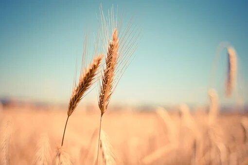 Урожай зерна. Фото: Pixabay