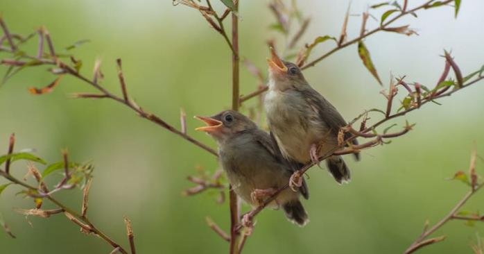Співочі птахи особливо голосні вранці, фото: PxFuel