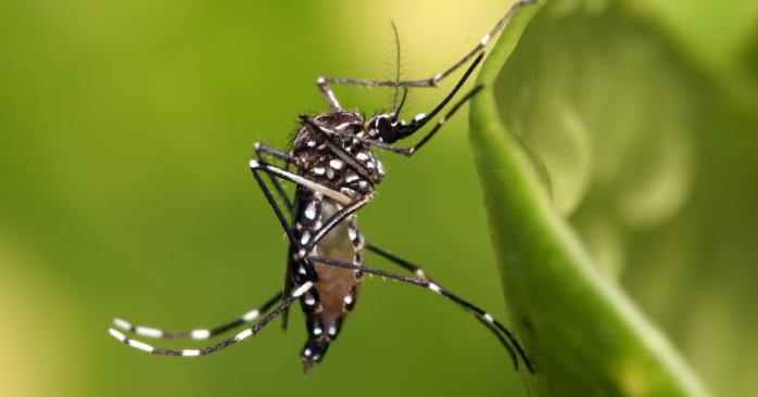 В США выпустят на волю 750 млн комаров-мутантов, фото: Muhammad Mahdi Karim 