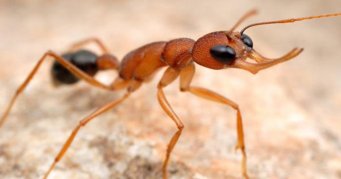 Індійські стрибаючі мурахи. Фото: myants.pro