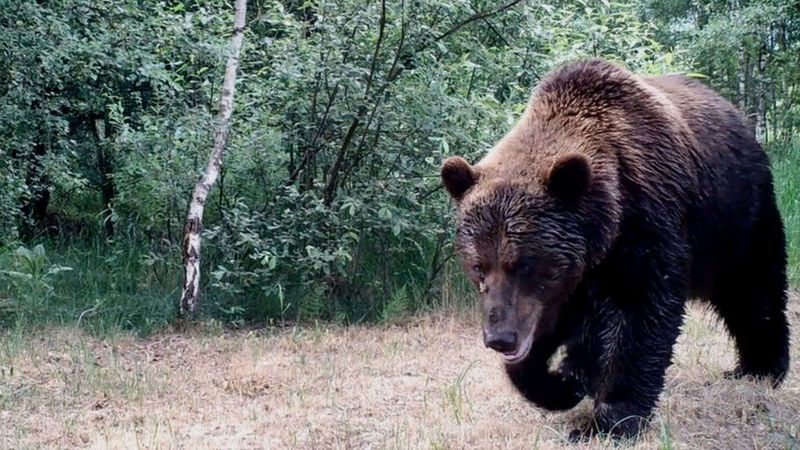 Вернувшийся медведь в Чернобыле. Фото: BBC