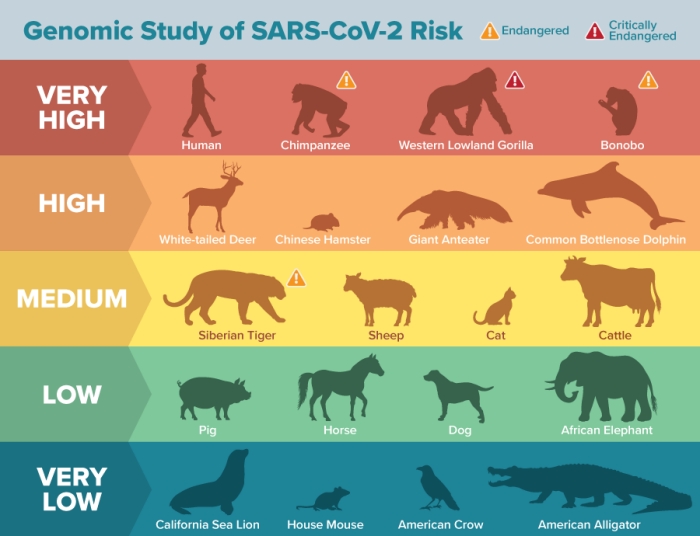 Низка тварин можуть бути вразливими до коронавірусу, інфографіка: Каліфорнійський університет у Девісі