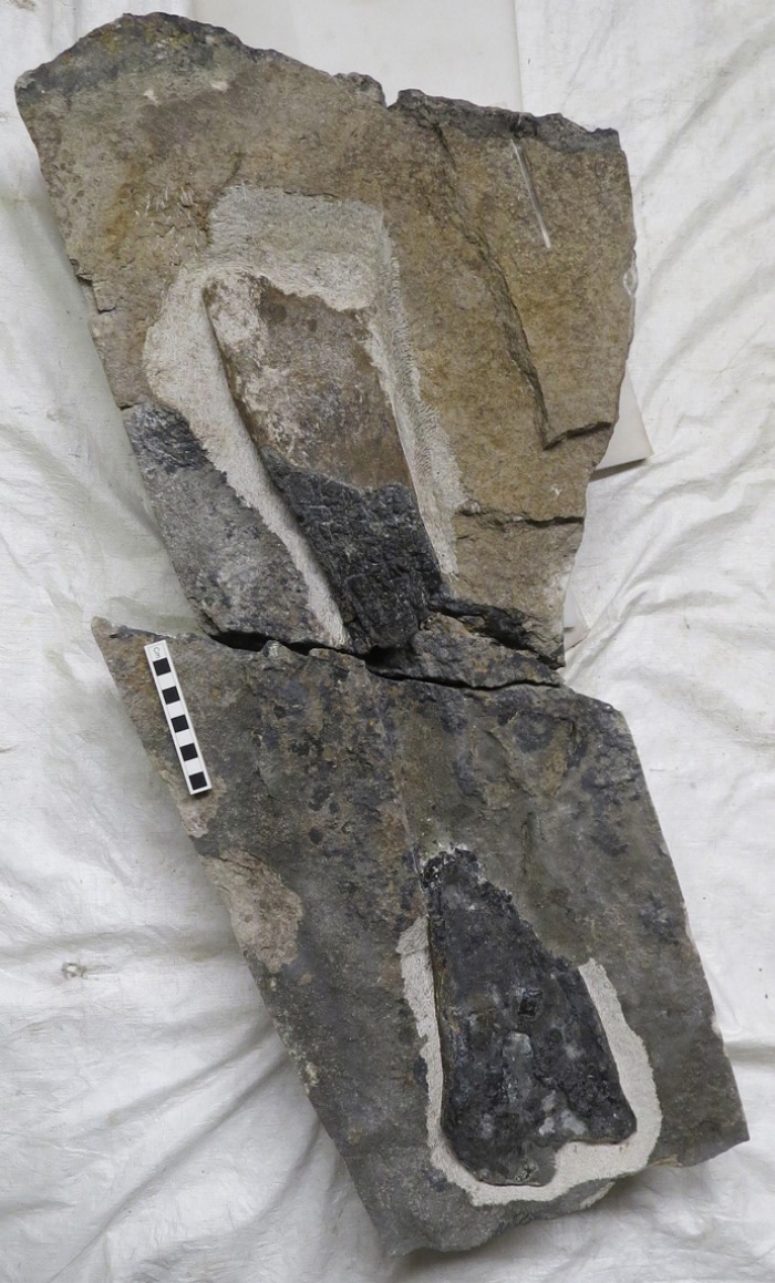 У Шотландії знайшли кістку стегозавра, фото: Dr Elsa Panciroli