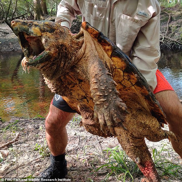 Гігантська черепаха, яку знайшли у Флориді. Фото: Daily Mail