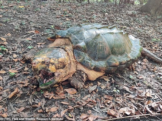 45 кілограмовий самець черепахи. Фото: Daily mail