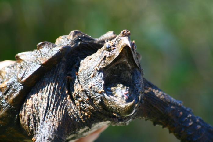 Гігантська черепаха. Фото: Яндекс