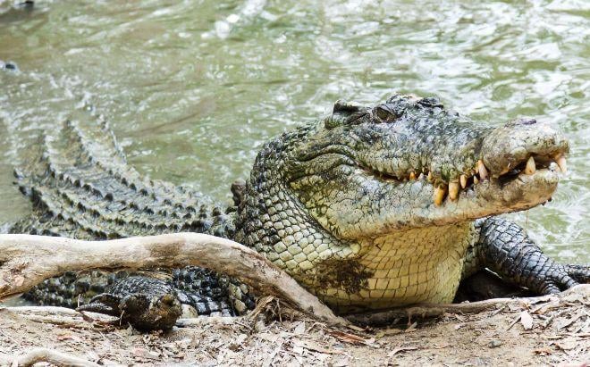 Крокодил. Фото: Australian Reptile Park