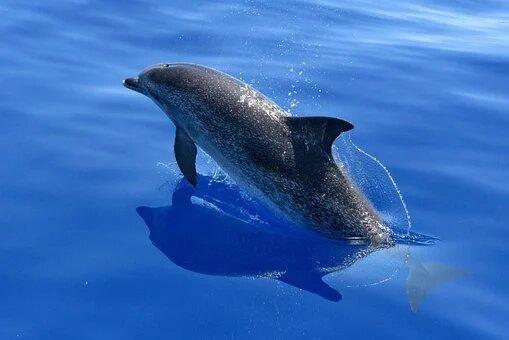 Дельфін. Фото: Pixabay