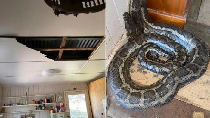 Два питона обрушили потолок в жилом доме в Австралии