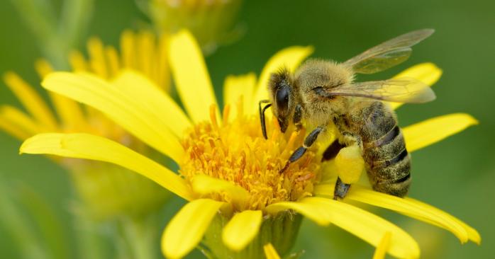 Пчелы могут помочь в борьбе с раком, фото: Ivar Leidus