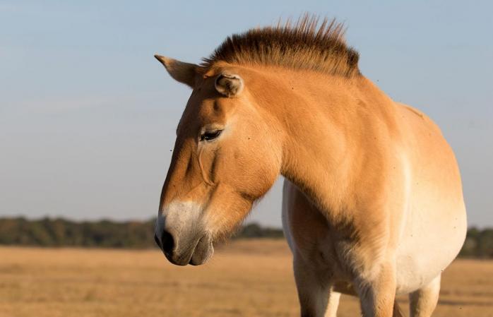 Клонированный конь. Фото: Фактрум