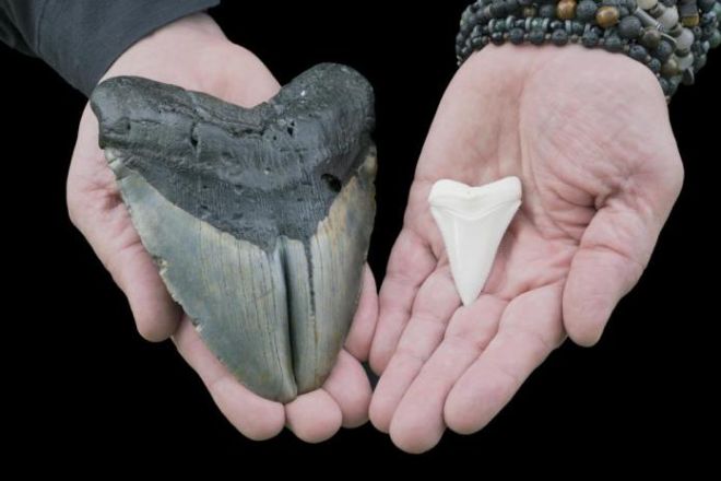Зубы акулы-мегалодона. Фото: Business Insider