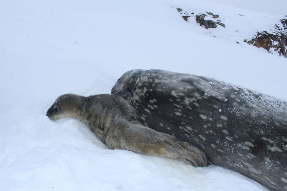 Новонароджене тюленя. Фото: прес-служба антарктичного центру