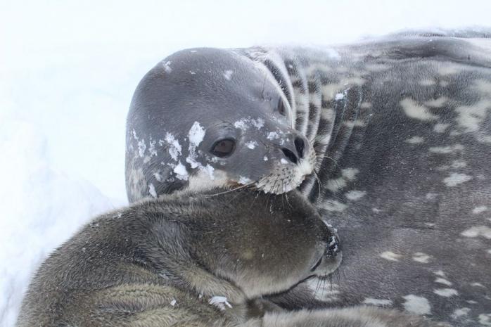 Тюлень. Фото: Національний антарктичний науковий центр