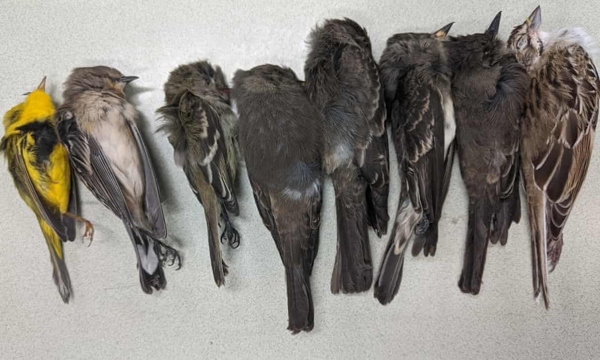 В юго-западной части США погибли тысячи перелетных птиц, фото — Guardian