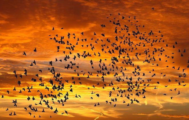 У південно-західній частині США загинули тисячі перелітних птахів, фото — pixabay