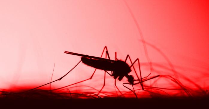 Комары переносят ряд опасных болезней