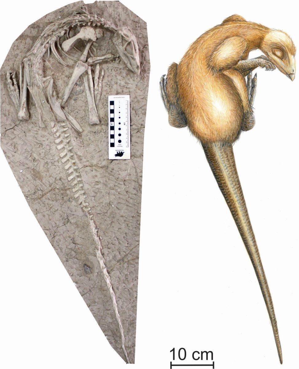 Найденный скелет динозавра Changmiania liaoningensis и как он мог выглядеть при жизни, фото: Carine Ciselet