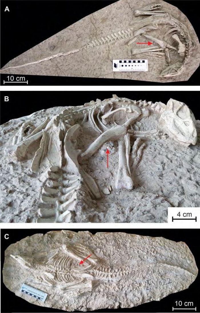 Найденные скелеты Changmiania liaoningensis, фото: RBINS