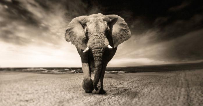 У Ботсвані сталася масова загибель слонів