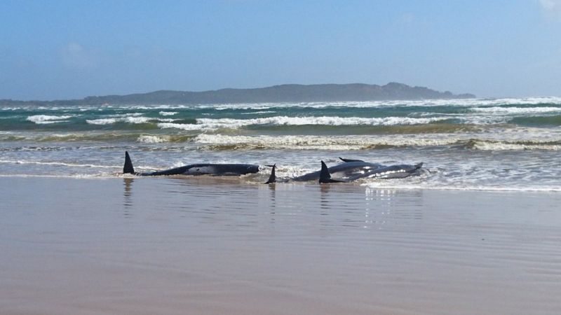 Дельфины выбросились на берег в Австралии. Фото: BBC