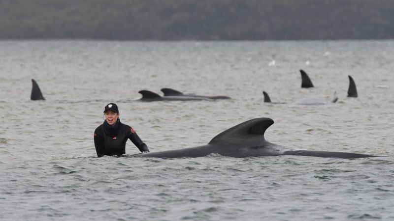 Спасатели сталкивают дельфинов в воду. Фото: BBC