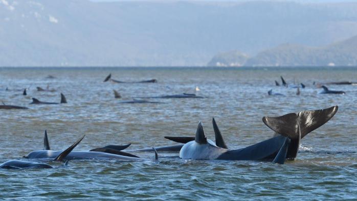 Дельфіни викинулися на берег. Фото: BBC