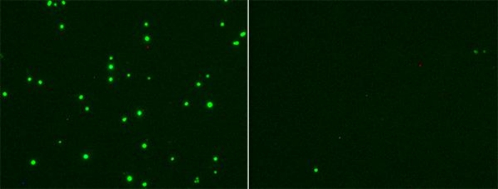 Инфекция ОРВИ-CoV-2 (зеленая, слева) подавляется применением 25HC (справа), инфографика: UC San Diego Health Sciences