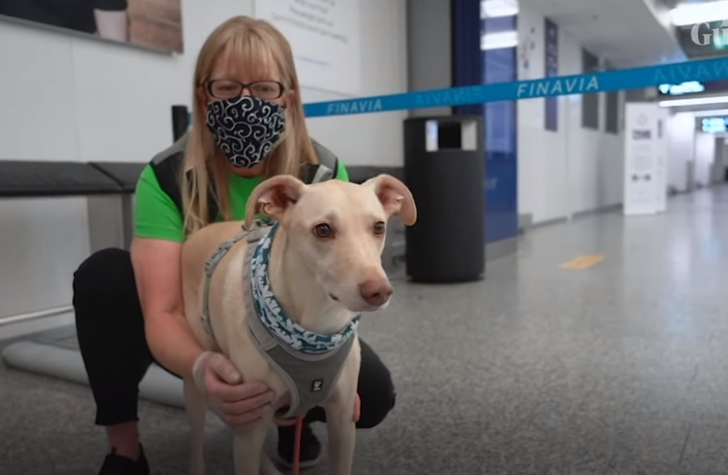 Собаки “винюхують” коронавірус в аеропорту Гельсінкі з точністю майже 100%