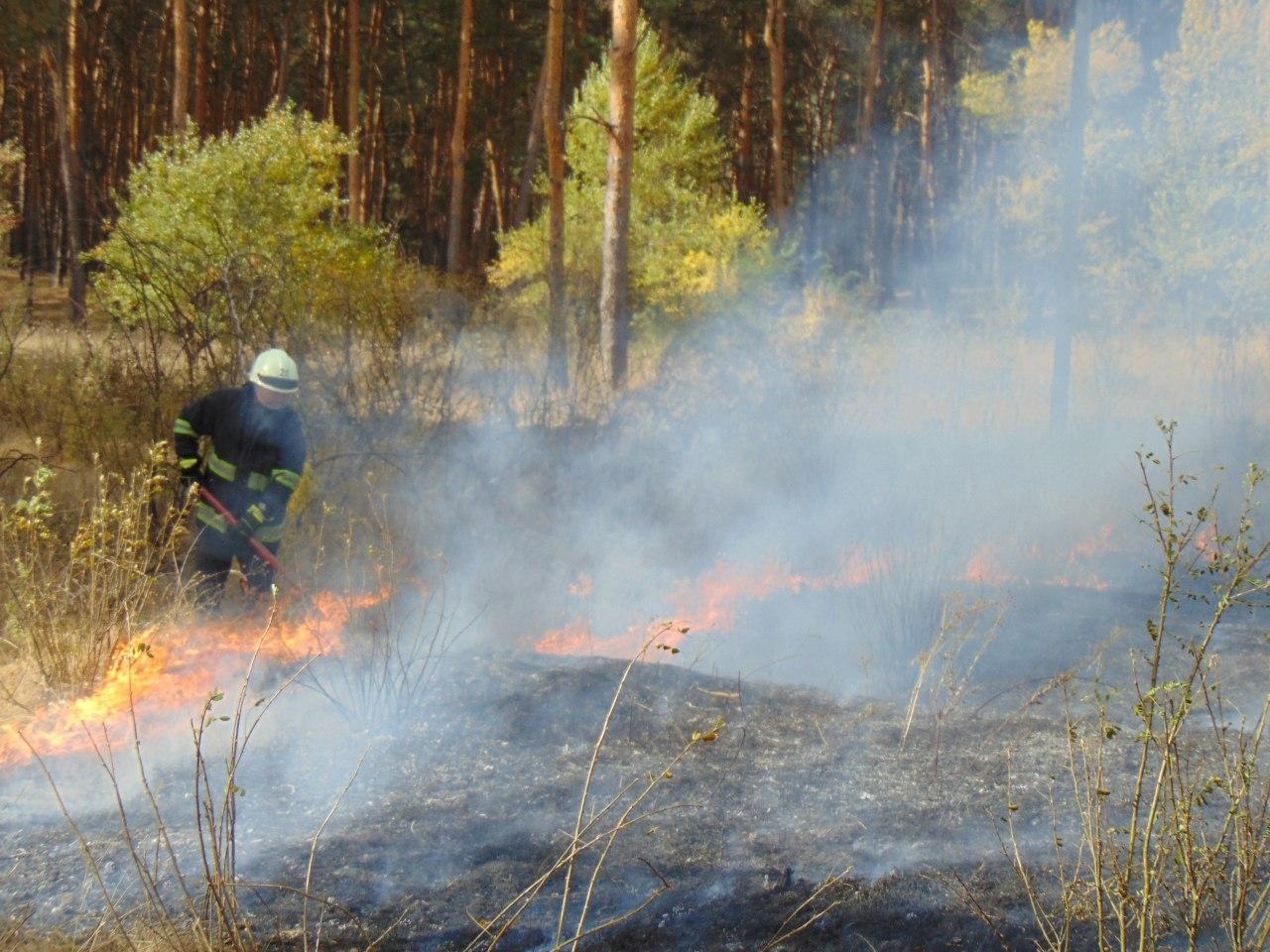 Лесные пожары усилились на Луганщине. Фото: ГСЧС