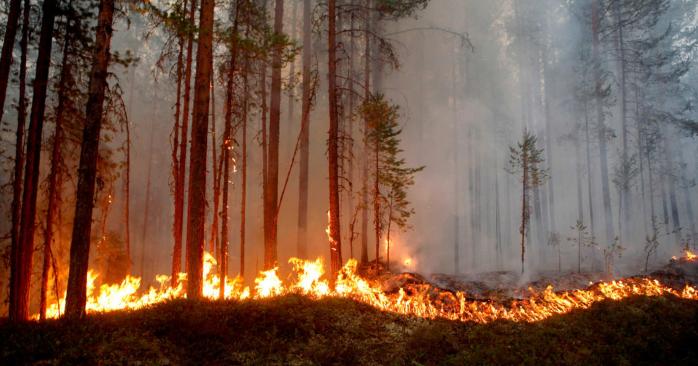 Пожежі на Луганщині. Фото: volynnews.com