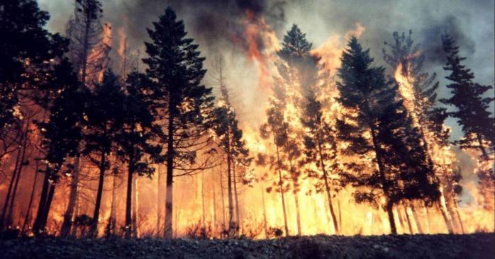Лісові пожежі на Луганщині. Фото: slovoidilo.ua
