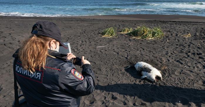 Тысячи морских животных выбросило на пляж на Камчатке. Фото: naked-science.ru
