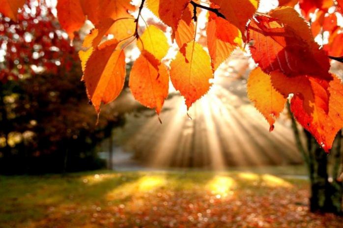 Осень. Фото: Pixabay