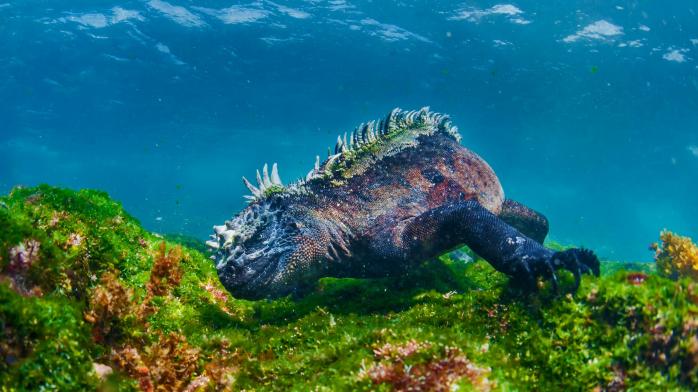 Новий вид морських рептилій виявили у фосфатній шахті. Фото: Пекселс