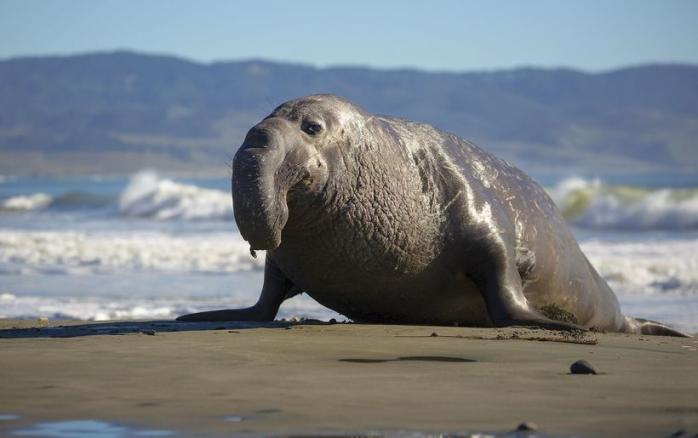 Величезного тюленя занесло до закритого на карантин міста. Фото: GettyImages