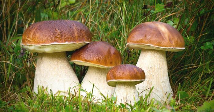 Синтетичну шкіру із звичайних грибів розробили австрійські вчені. Фото: parmanews.ru