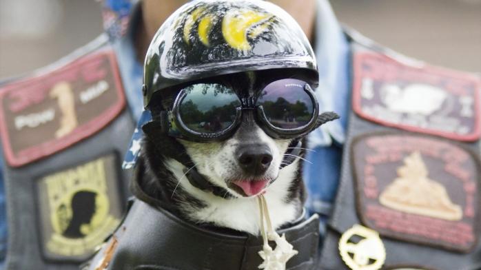 Собака в шлеме. Фото: Телеграф