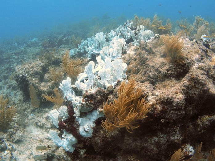 Коралловый риф. Фото: USGS