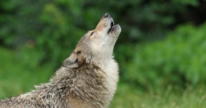 Волки способны привязываться к людям так же, как и собаки. Фото: vokrugsveta.ua