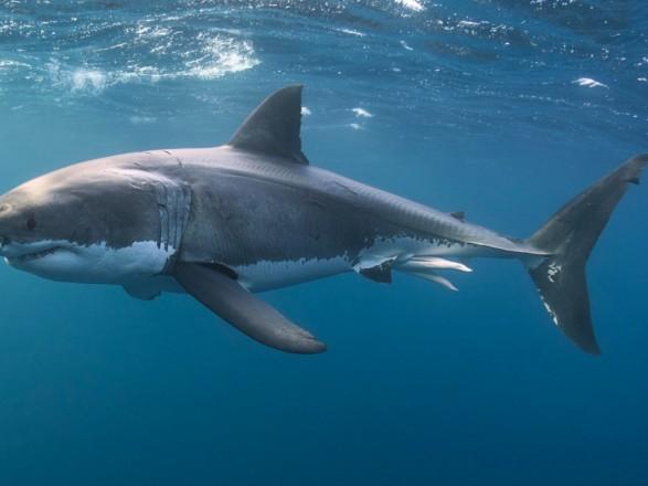 Напади акул на людей. Фото:УНН