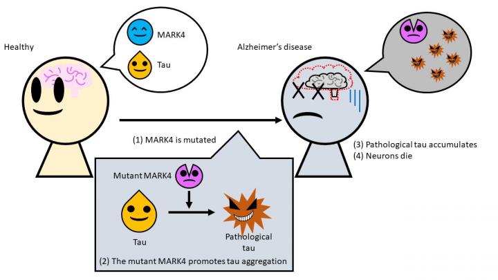 Мутантний MARK4 створює форму MAPT, яка легко накопичується в клітинах мозку, змушуючи нейрони відмирати, інфографіка: Tokyo Metropolitan University